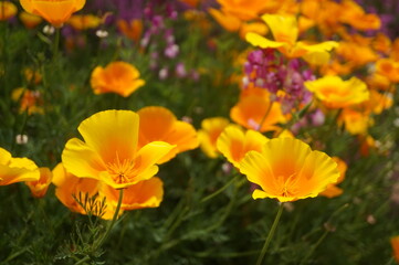 初夏の日差しとカラフルな草花