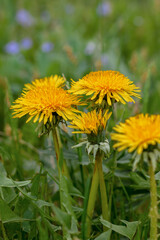 Selective focus to yellow dandelions flowers in the grass.