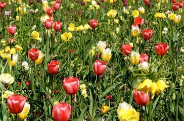 Keukenhof, Netherlands, April 2011: Beautiful field of tulips, shining in the green in a spring sunny day.