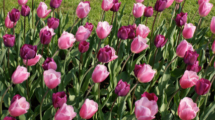 Keukenhof, Netherlands, April 2011: Beautiful field of tulips, shining in the green in a spring...