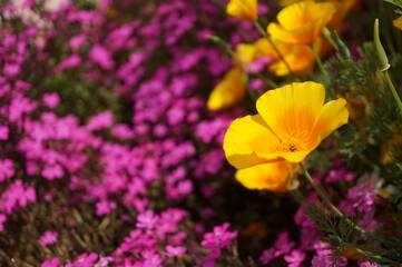初夏の日差しとカラフルな草花
