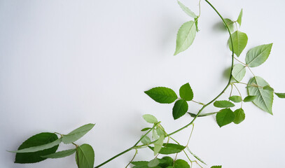 green leaves background