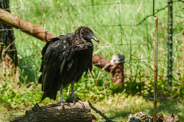 Vulture Perched on a Woodpile