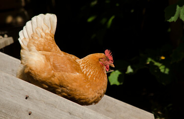 laying hen resting on a wooden beam