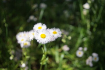 初夏の日差しとカラフルな草花