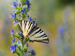 Scarce swallowtail (Iphiclides podalirius) butterfly on viper's bugloss plant