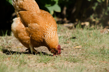 Egg-laying hen pecking at grass for food or pebbles