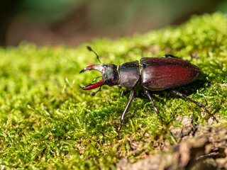 Stag beetle, Lucanus cervus, wildlife big insect