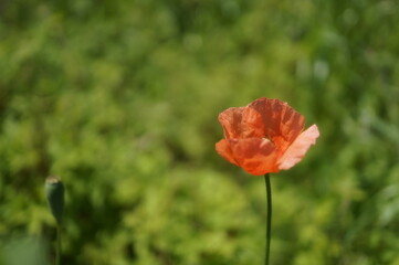 初夏の日差しとカラフルな草花