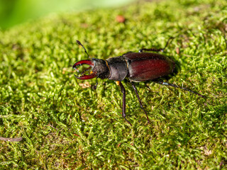 Stag beetle, Lucanus cervus, wildlife big insect