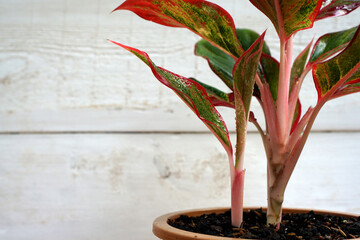 Indoor air purifying plants named Aglaonema Red Lipstick or Chinese Evergreen Plant or Aglaonema...
