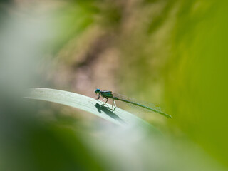 White-legged damselfy male (Platycnemis pennipes) sitting on green grass