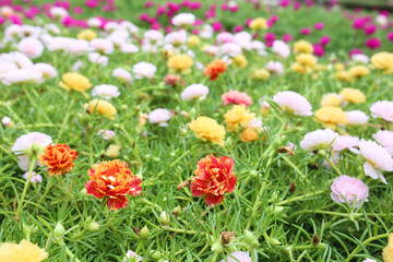 Grandiflora, japanese rose. Beautiful sun plant.