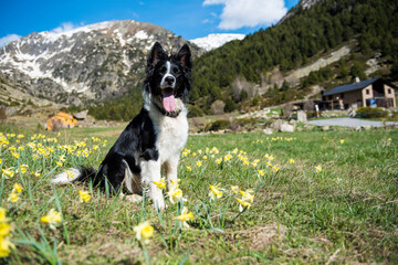 Young Border Collie in the Vall de Incles in Andorra in spring 2021