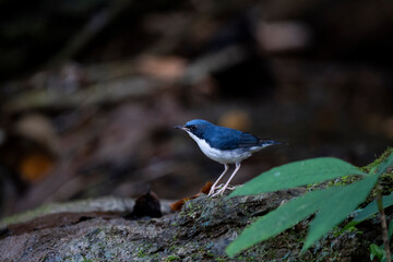 Siberian blue robin