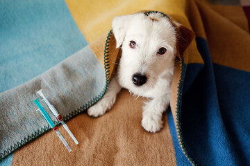 Sick dog Jack Russell Terrier covered with blanket waiting to receive injection with syringe with medication, vaccine. Pet health care, veterinary drugs, treatments, medical food supplement concept.