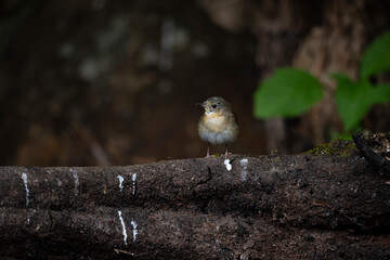 Naklejka premium Siberian blue Robin