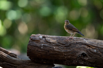 Siberian Blue Robin