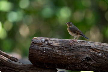 Siberian Blue Robin