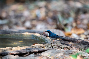 Siberian Blue Robin