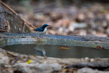 Siberian Blue Robin