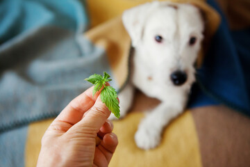 Dog Jack Russell Terrier looks at cannabis leaf in hand. Medical marijuana, nutritional supplements, calming products, cbd or thd oils for pets concept.