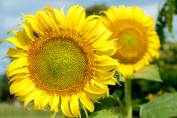 Sunflower on a bright day