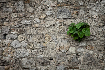 green ivy on stone wall
