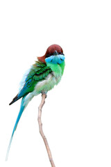 beautiful multiple colors bird with green, blue and red head perching on thin branch isolated on white background