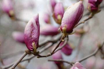 Fototapeta na wymiar Branches of a blooming purple magnolia with large beautiful buds. Close-up. Blurred background.