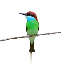 Lovely green to blue with brown head and long tail bird perching on thin branch isolated on white background