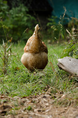 Obraz premium hen on his back walking through the grass