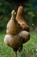 farm poultry, red laying hens walking through the pasture