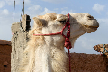 Chameau Marocain © Patrick