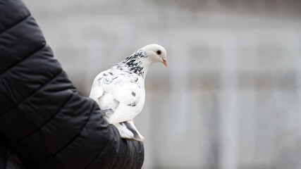 Pigeon sits on a humans hand against blurred background. Copyspace.
