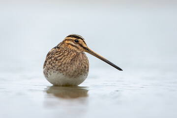 Common Snipe in natural habitat