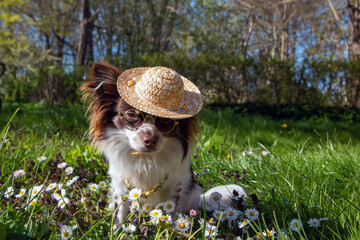Hund mit Hundebekleidung in den Gänseblümchen im Frühling