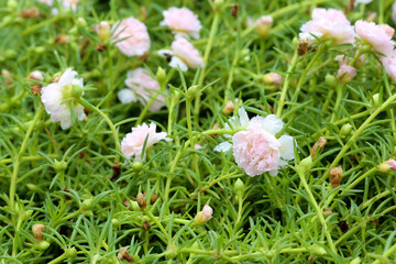 Be soft pink and white flowers, PortulacaGrandiflora, japanese rose. Beautiful sun plant.