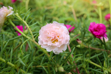 Be soft pink and white flowers, PortulacaGrandiflora, japanese rose. Beautiful sun plant.