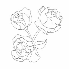 Peony Line drawing. Flower Line art vector. Peonies Botanical logo