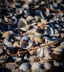 Muschelhaufen in Schilling