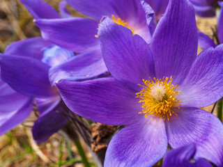 Close up view of beautiful wild purple flowers - dream grass or Pulsatilla patens blooms in the pine forest in spring. .Pasque flower is a species of flowering plant in the family Ranunculaceae.