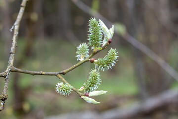A willow branch with fluffy flowers and young leaves.