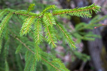 Close up fir tree branches forest nature landscape.