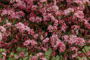 Obraz premium spring. blooming sakura tree . pink flowers. High quality photo