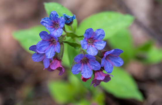 Spring blue flowers of Suffolk lungwort or Pulmonaria obscura.