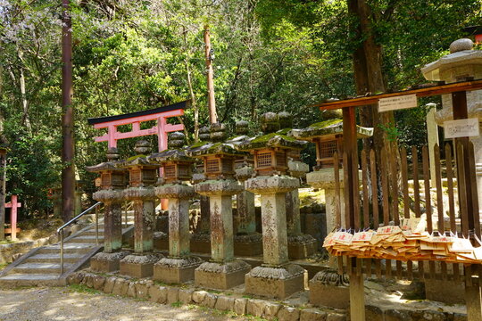 Pathway along stone lantern towards Kasugataisha Shrine in Nara prefecture, Japan - 日本 奈良 春日大社 参道 石燈篭