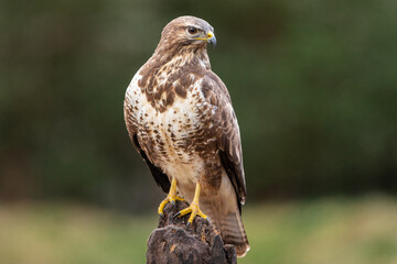 Common Buzzard perched on a tree trunk