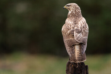Common Buzzard perched on a tree trunk