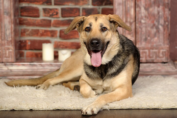 cute brown and black mongrel dog in studio